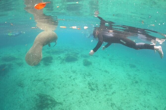 Private Manatee Snorkel Tour with FREE Photo Package - The Value of the Tour