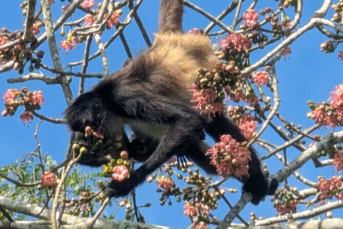 Private Monkey Sanctuary Trails with Zipline Canoe and Cenote - The Wildlife and Conservation Focus