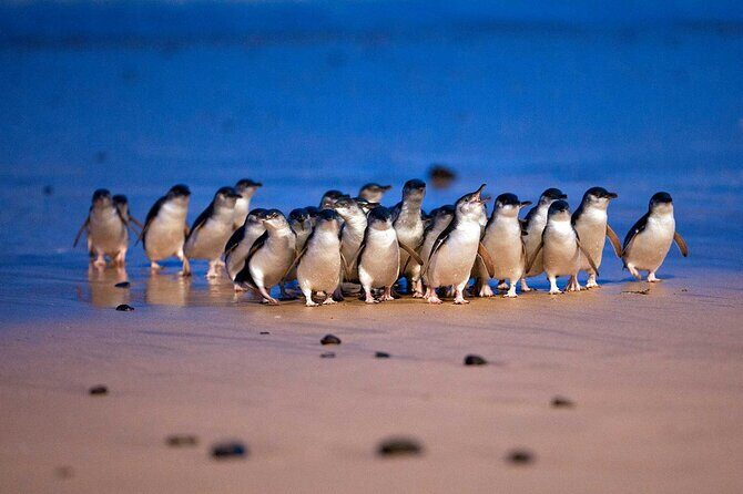 Private Phillip Island Day Trip from Melbourne Including Penguin Parade Premium Viewing - Transport & Comfort
