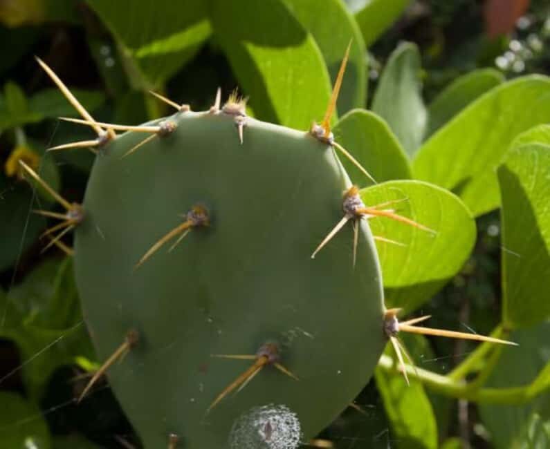 Private: Samana Adventure Cayo Levantado Kayak Snorkel Tour - Snorkeling Among Vibrant Marine Life