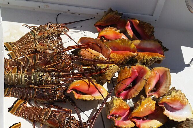 Private Snorkeling And Fishing Activity - Snorkeling in Vibrant Reefs