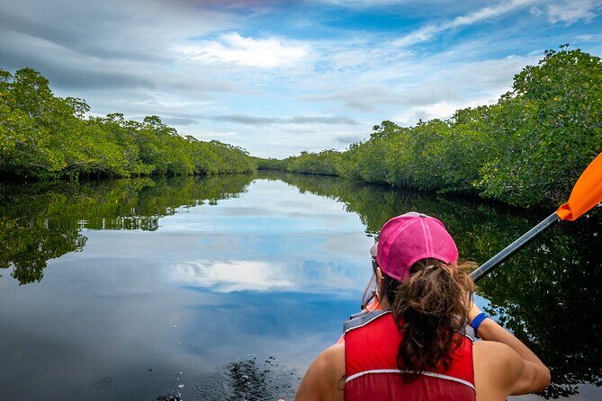 Private Tour Clear Bottom Kayak Mangrove - What Makes This Tour Special?