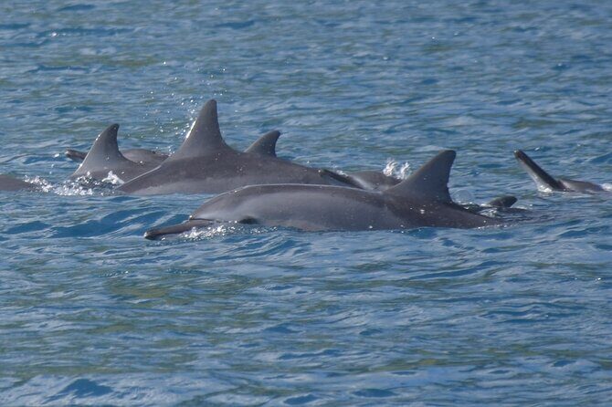 Private tour observing and swimming with humpback whales in Moorea - Authentic Reviews From Past Participants