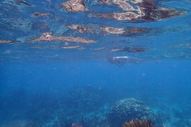 Private Tour to Stingray City & Starfish Point Beach - Authentic Experiences and Practical Tips  