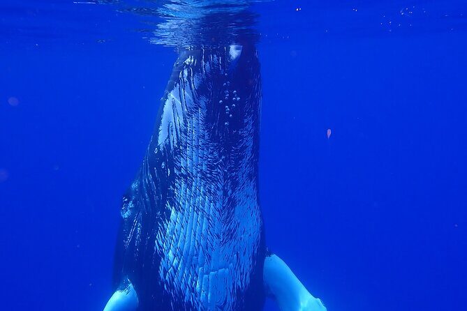 Private Tour Whale Watching Half Day Tour - Who Will Love This Tour?