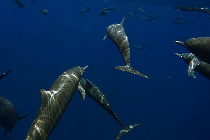 Private Wild Dolphin Encounter Day Trip - The Sum Up