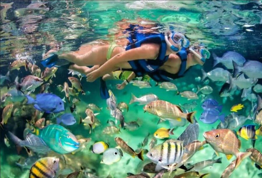 Punta Cana: Speedboat Ride, Snorkeling, & Dolphin Watching - Snorkeling in Crystal-Clear Waters