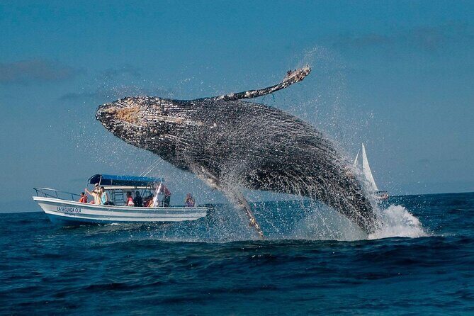 Punta Cana Whale Watching and Bacardi Island Day Trip - Authentic Review Snippets and What They Tell Us