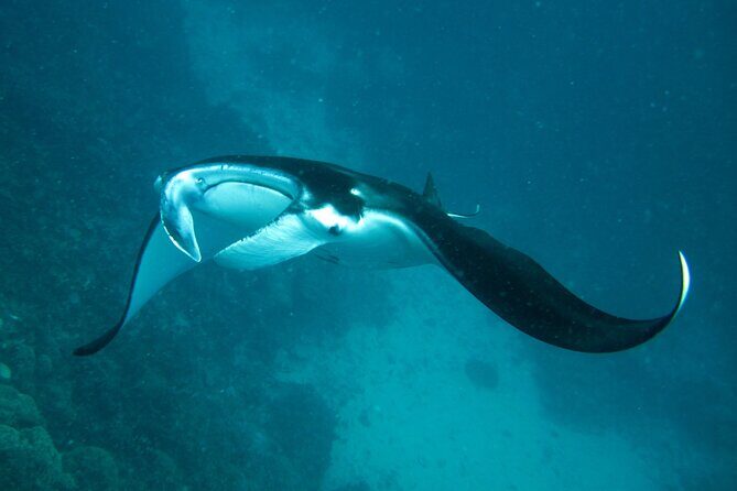 Reef Discovery Luxury Private Snorkeling Lagoon Tour - What to Expect and Tips for the Day