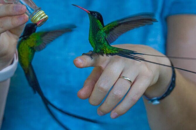 Rocklands Bird Sanctuary and Montego Bay Highlights - The Practical Details