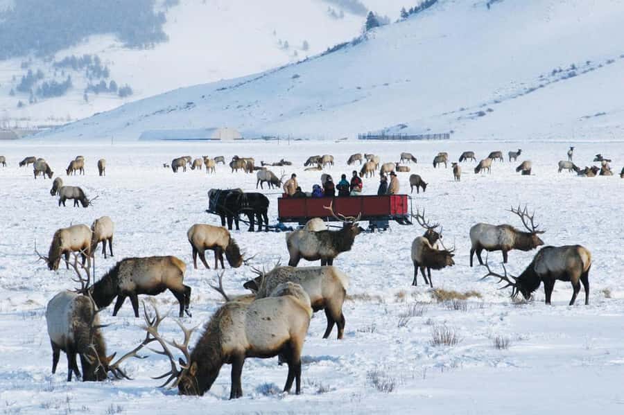 Salt Lake City: 3-Day Yellowstone Winter Wildlife Tour - Why This Tour Offers Great Value