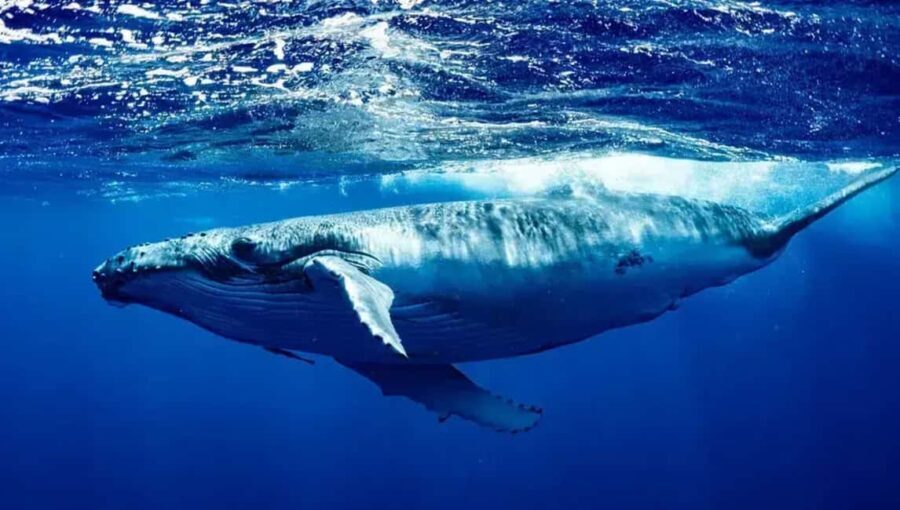 Samaná: Whale Watching Tour with Guide - Who Should Consider This Tour?