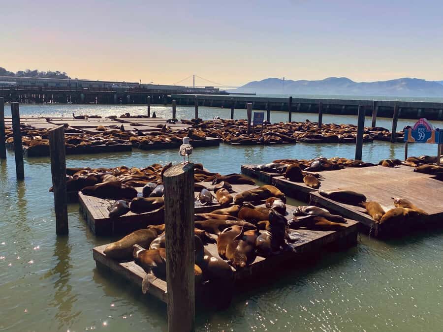 San Francisco Private Custom Tour - Who Will Love This Tour?