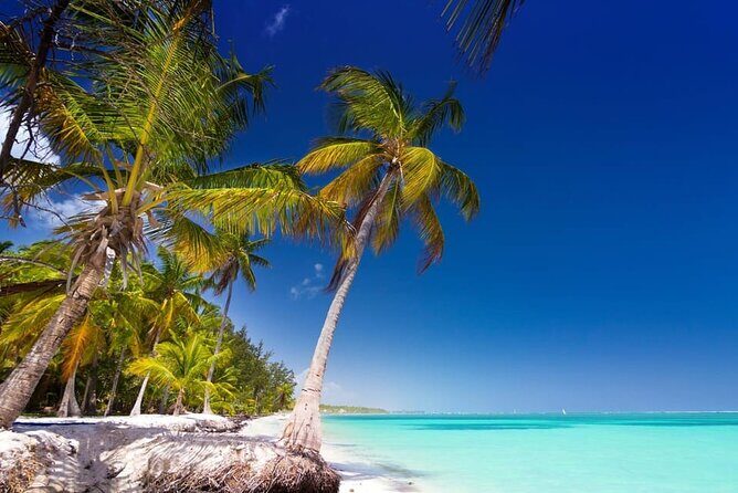 Saona Island Catamaran Speedboat Tour to a Dream Beach - What Travelers Are Saying