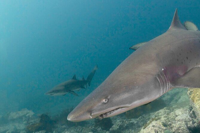 Scuba Dive With Grey Nurse Sharks in Bushrangers Bay - What to Expect