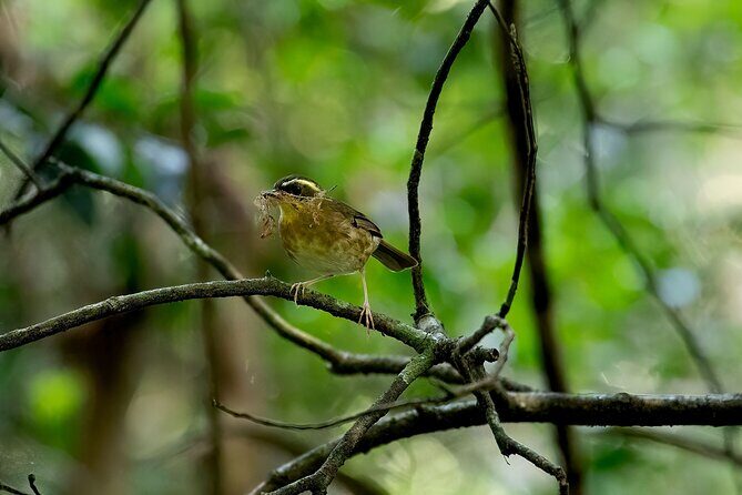 Sea Acres National Park: Sea Acres Aboriginal Coastal Tour - Detailed Breakdown of the Itinerary