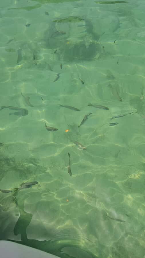 Sea excursion - How We View the Value