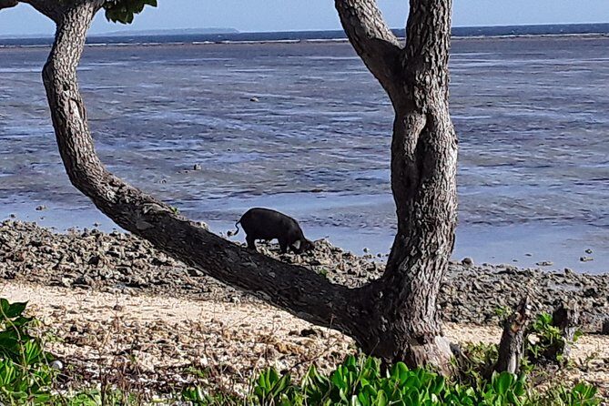 See Hear and Experience Full Island tour - The Experience: How It All Comes Together