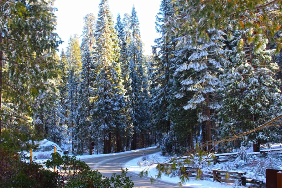 Sequoia National Park: Giant Forest Hike with Naturalist - Why This Tour Is Worth Considering