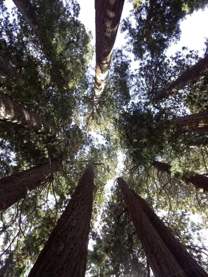 Sequoia National Park: Giant Forest Private Tour - What to Expect During Your Tour