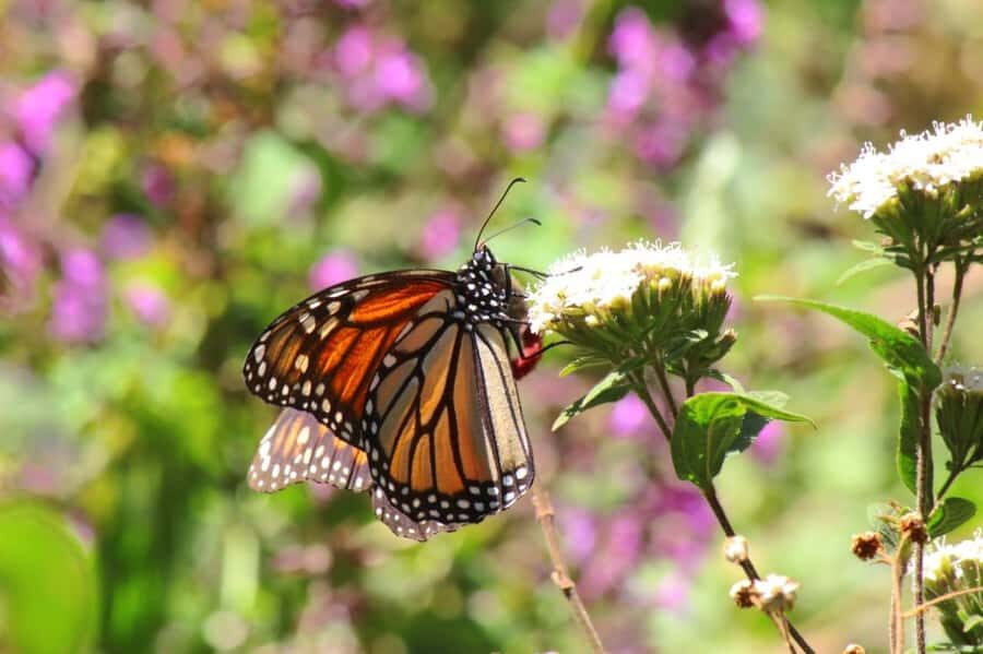 Sierra Chincua and Tlalpujahua: Monarch Butterflies and a Magical Town - The Value Proposition