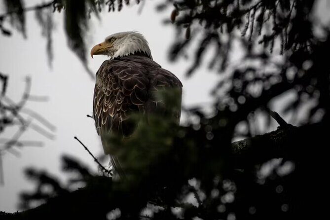 Small Group Shore Excursion in Sitka end to end - The Sum Up: Is This Tour Worth Your Time?