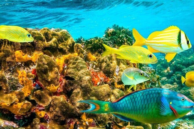 Snorkel and Private Tour in Montego Bay - Why This Tour Might Be Perfect for You