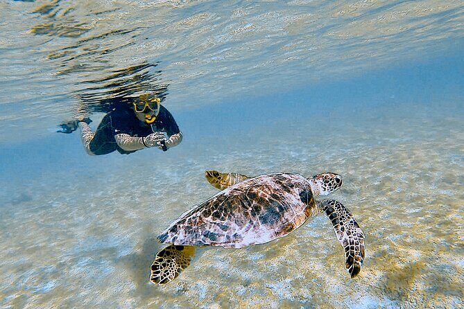Snorkel with Turtles & see the Flamingos - The Value and Pricing