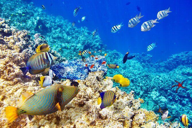 Snorkeling Private Tour in San Juan - Practical Considerations and Tips
