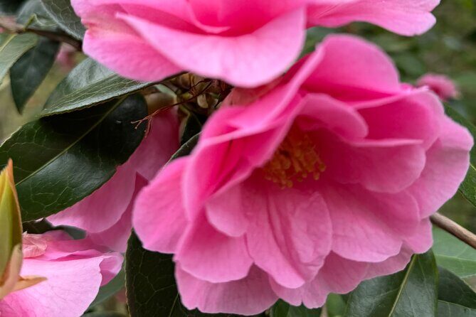 Spring Cherry Blossom Tour Victoria YYJ Airport Pickup - What Makes This Tour Stand Out