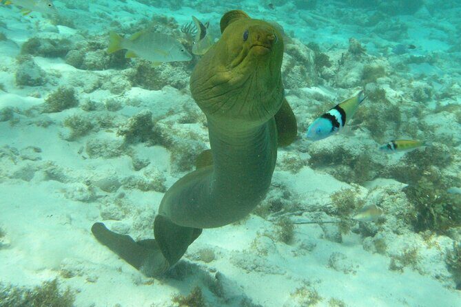 Stingray Sandbar, Snorkeling, and Starfish Point - The Full Scoop: An In-Depth Look at the Tour