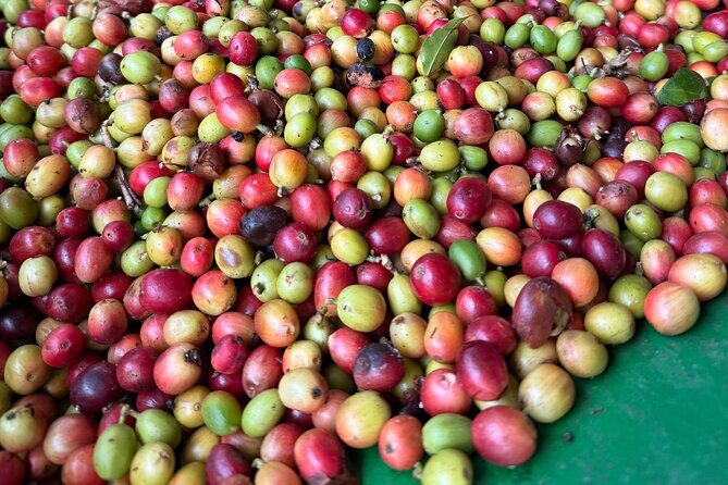 Sueños de Cafe - A Coffee Lovers Dream - Who Should Consider This Tour?