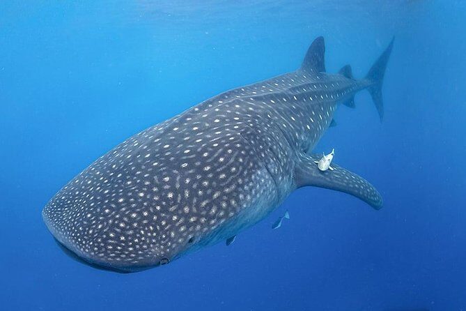 Swim with Whale Shark - Final Thoughts