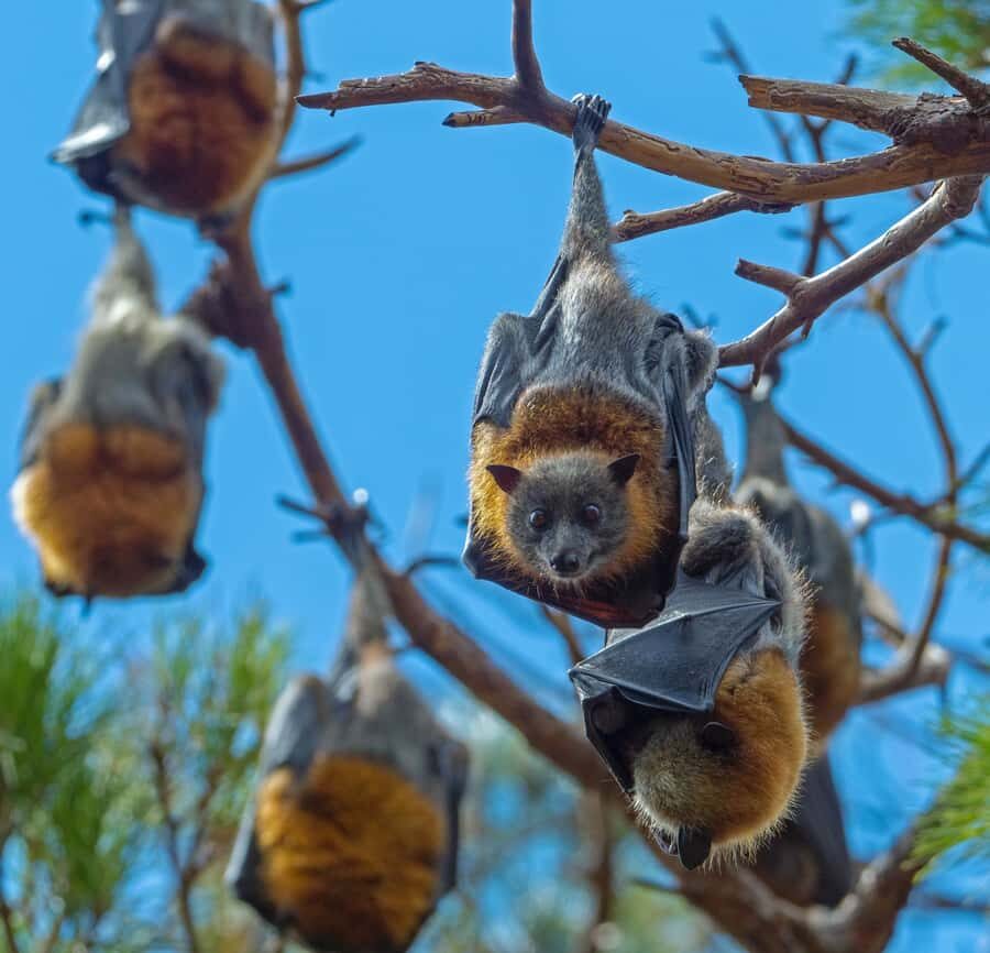 Sydney: Flying Fox Tour, Australia's Largest Bats - The Group and Guide Experience