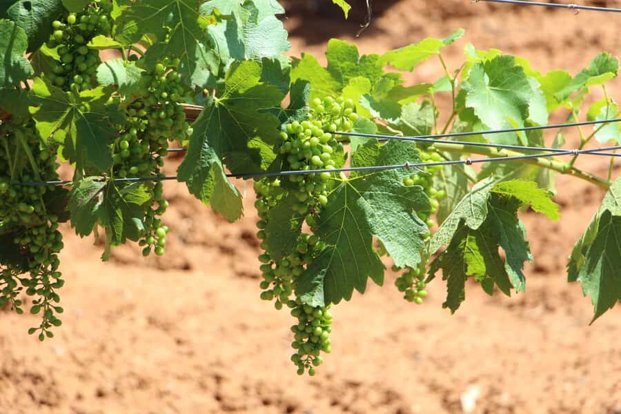 Sydney : Hunter Valley Private Wine, & Cheese Day Tour - The Sum Up