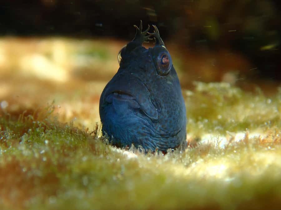 Sydney: Snorkeling Tour for Kids with Private Guide - The Itinerary and What It Means for You