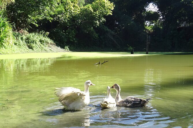 Taino Valley Tropical Park Puerto Plata Tubagua - Who Will Love This Tour?