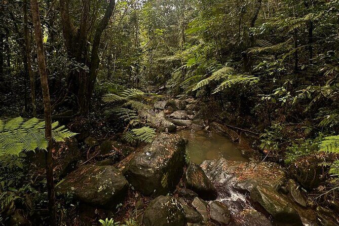 The Best Rainforest Experience in Puerto Rico - Authentic Experience Worth Your Time