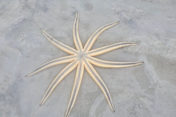 Tiki Pub Amazing Dolphin Eco Adventure - Inclusions and Practical Details