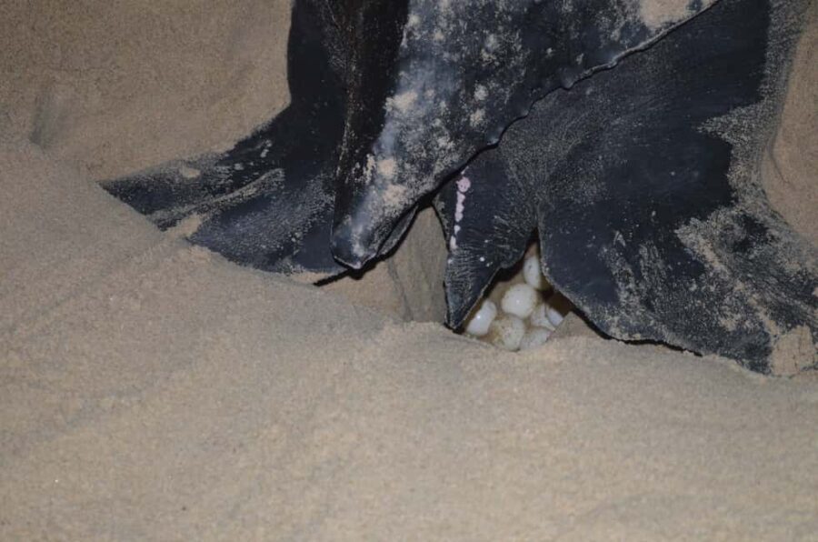 Trinidad: Leatherback Turtle Migration Observation - Transportation, Timing, and Group Size