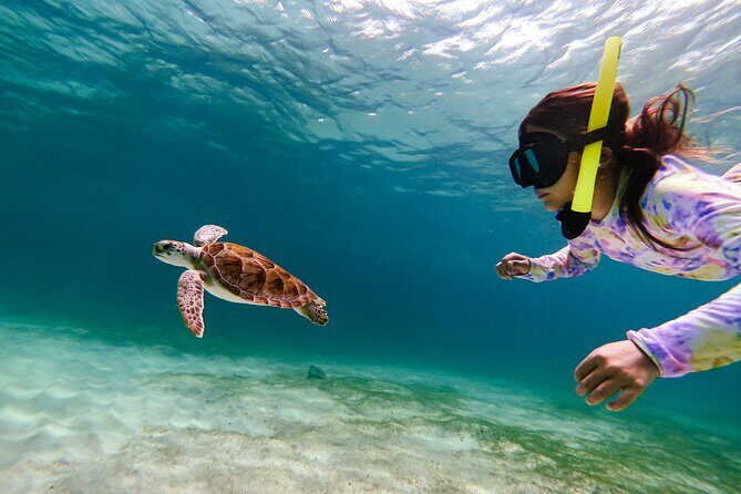 Turtle Snorkeling Tour in Tres Trapi, Aruba - The Practical Details