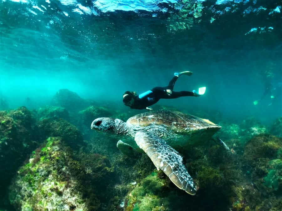 Tweed Heads: Snorkel With the Turtles - Why Choose This Tour?
