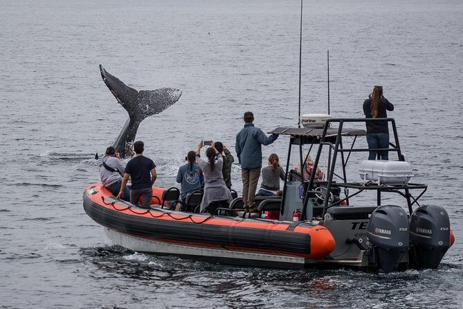 Ultimate Whale Watching Tour aboard the SuperRib: 24 People Max - Value and Pricing Analysis