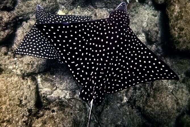 Underwater Photo Shoot - Exploring the Itinerary: What You Can Expect