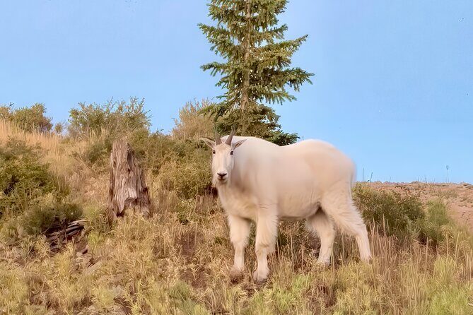 UTV Wilderness Experience in The Uinta Mountains - Who Should Consider This Tour?
