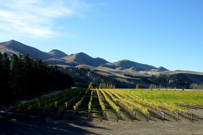 Waipara Wine Trail Private Group Tour From Christchurch - Authentic Experiences & What We Love