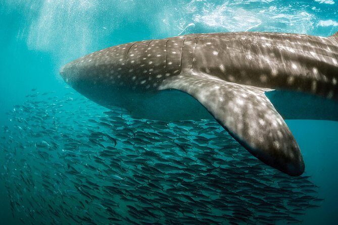 Whale Shark Adventure - Practical Tips and Considerations