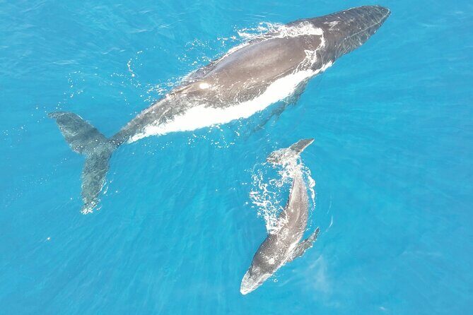 Whale Watching Activity - Who Is This Tour Best For?