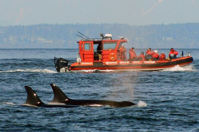 Whale Watching Adventure Vancouver - Frequently Asked Questions