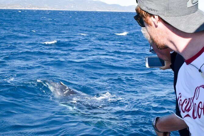 Whale Watching and Wildlife Cruise Townsville and Magnetic Island - The Experience You’ll Love
